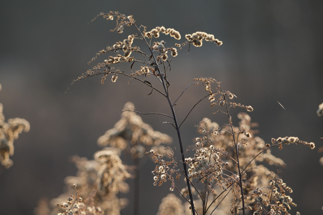 1/500 s, f/8, ISO 800, 450.0 mm
