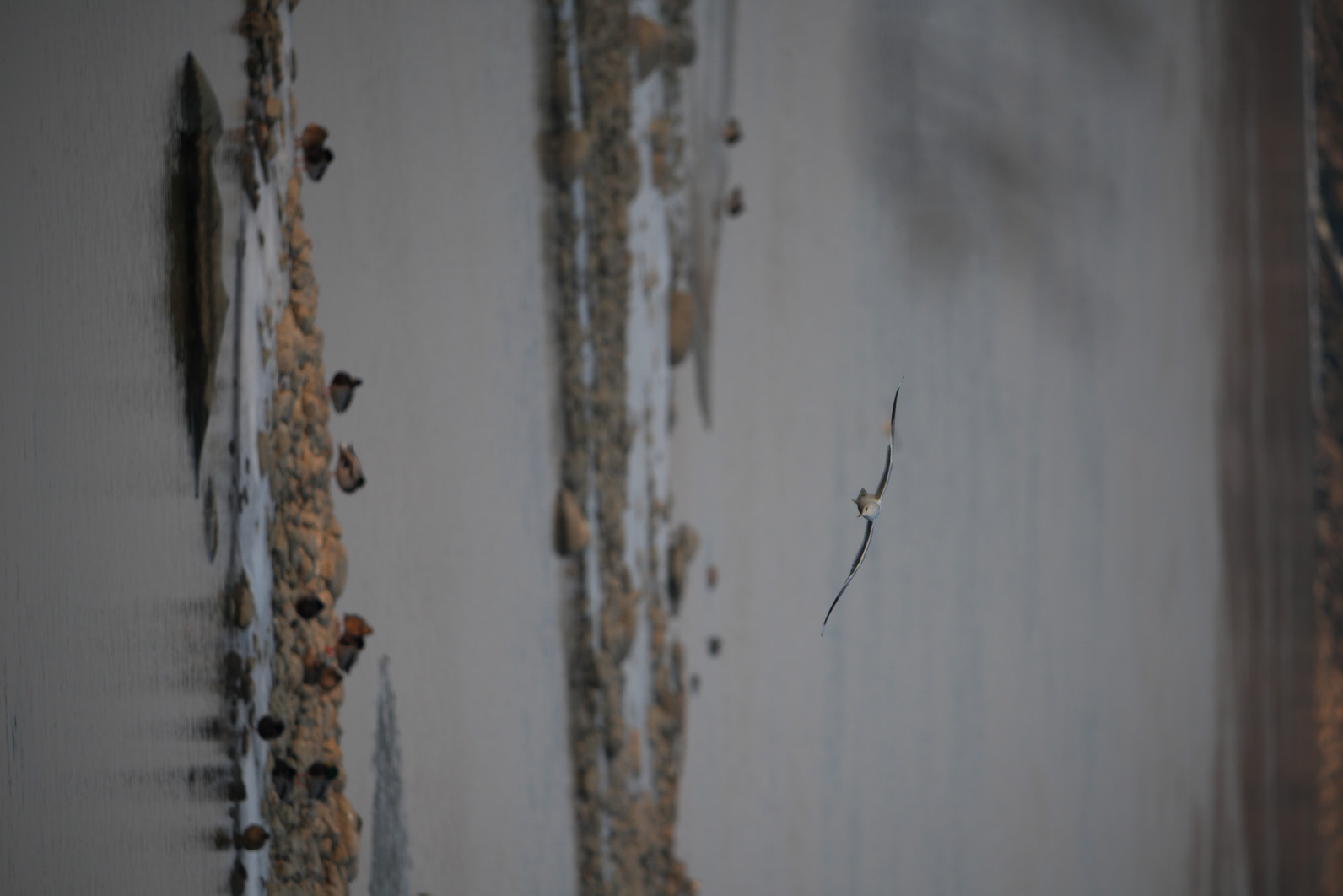 1/500 s, f/8, ISO 400, 800.0 mm