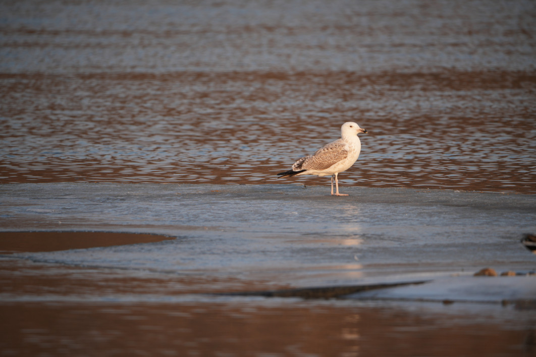 1/250 s, f/8, ISO 250, 800.0 mm
