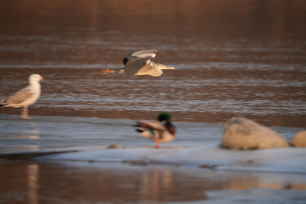 1/250 s, f/8, ISO 250, 800.0 mm