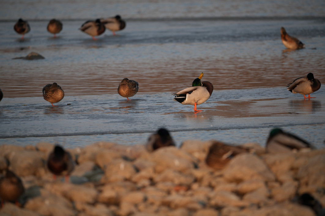 1/500 s, f/8, ISO 400, 800.0 mm