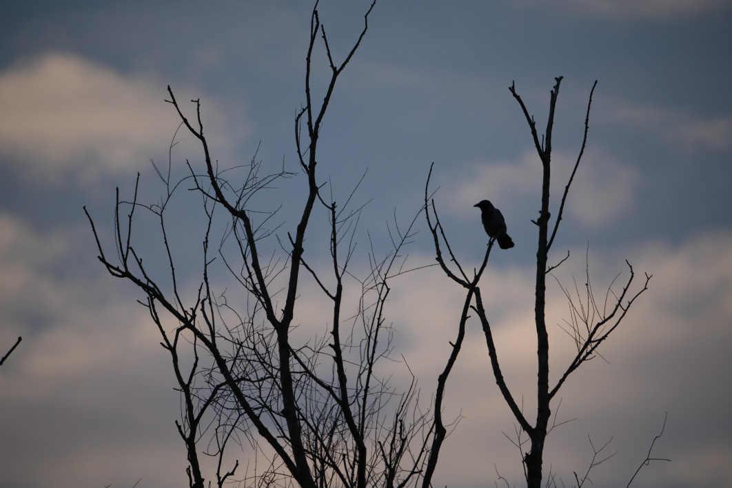 1/500 s, f/8, ISO 200, 800.0 mm
