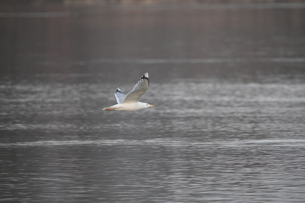1/500 s, f/8, ISO 2000, 800.0 mm