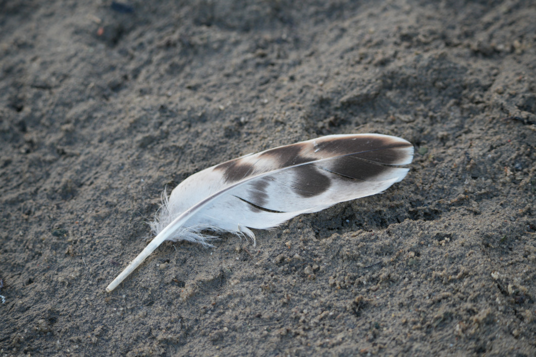 1/60 s, f/8, ISO 500, 400.0 mm