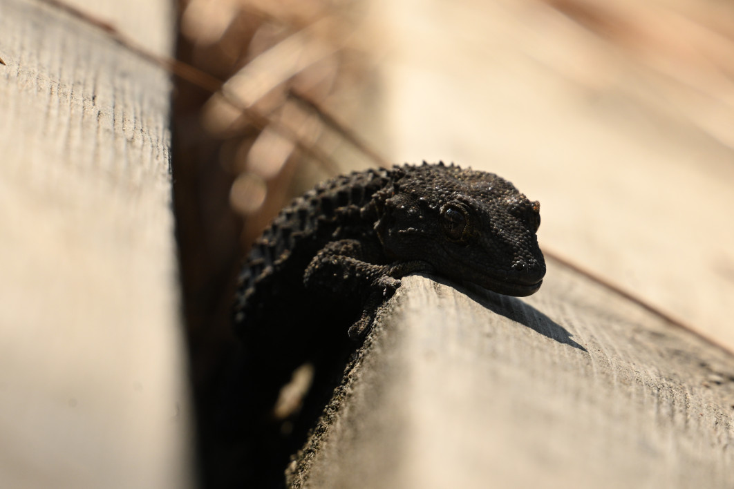 1/320 s, f/8, ISO 400, 600.0 mm