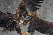 Wildlife Photographer of the Year 2008