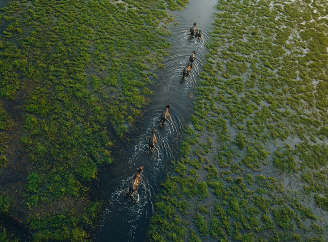 Fot. Lahiru Iddamalgoda, Sri Lanka  National Award / Sony World Photography Awards 2026