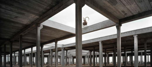 Syngenta Photography Award 2016 - do wygrania $25 tys.