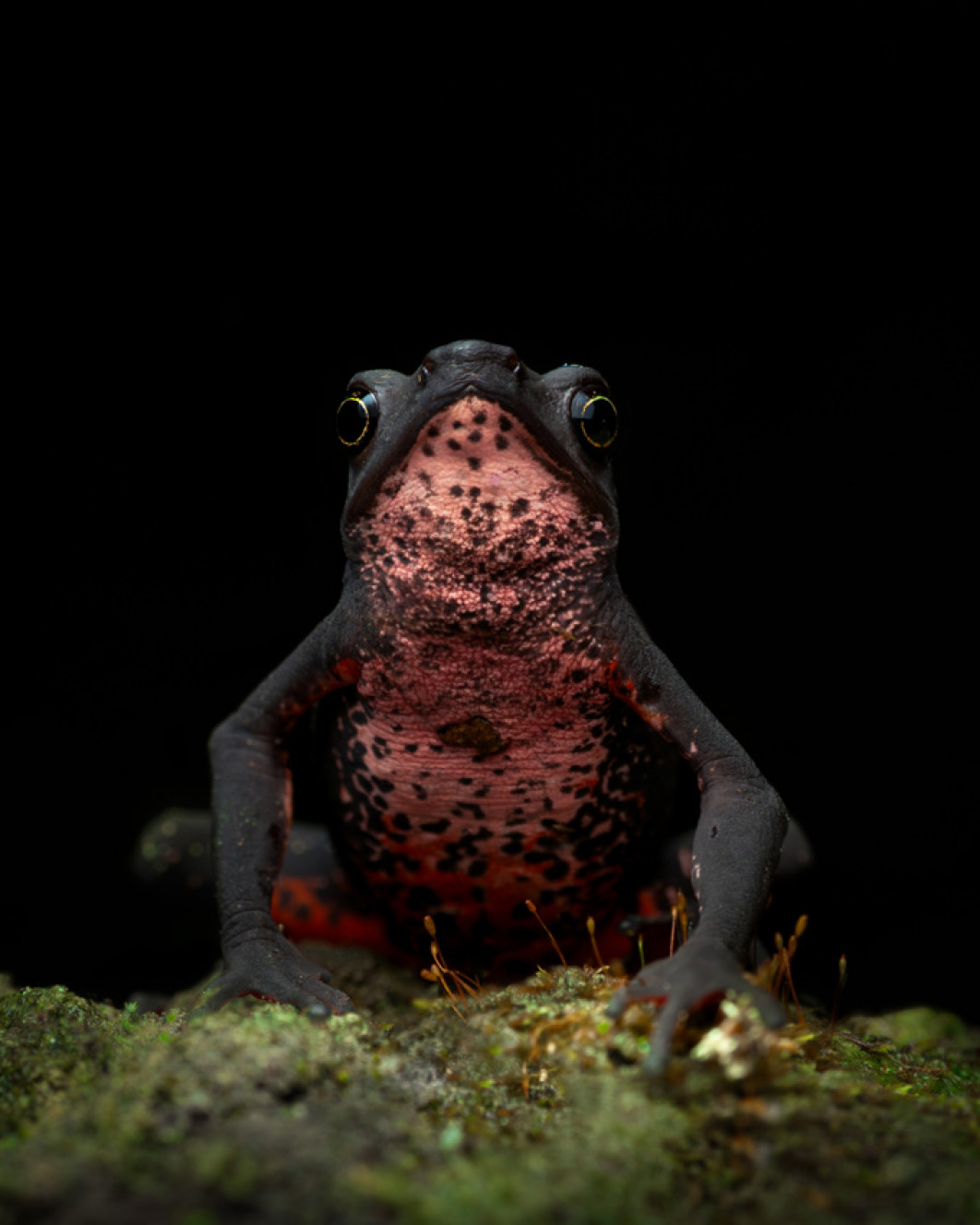Fot. Juan Jacobo Castillo Barrera, Latina America Regional Award / Sony World Photography Awards 2026